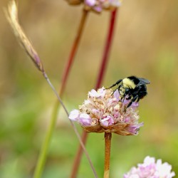 Bumblebee with pollen on head