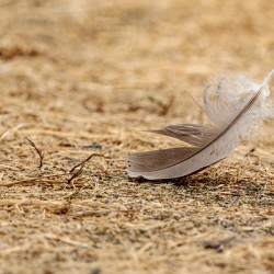 Isolated feather on the ground