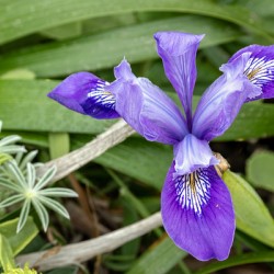 Close up of dwarf iris