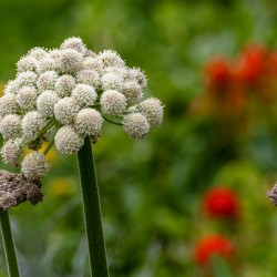 Coast Angelica bloom close up
