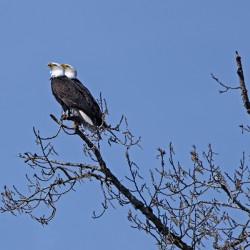 Bald Eagle Pair perfectly aligned
