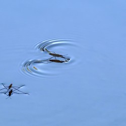 Water Striders on Lake Sammamish