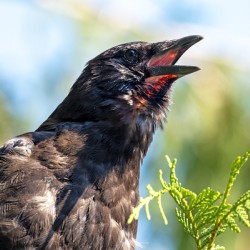 American Crow with throat visible while calling