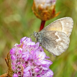 California Ringlet Butterfly
