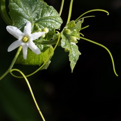 Wild cucumber Blossom close up