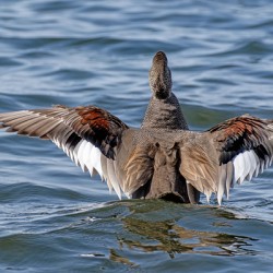 Male Gadwall wing display
