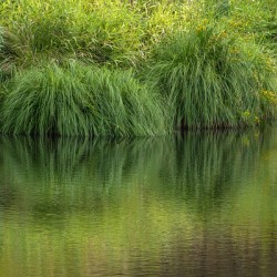 Dramatic green reflections of riverside plants