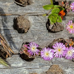Tiny flowers in driftwood