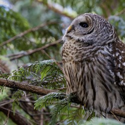 Barred Owl gazing up at the sky