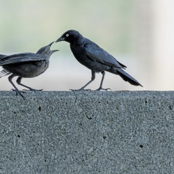 Brewers Blackbird adult feeding juvenile