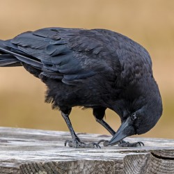 American Crow bending over for crumbs