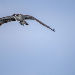 Osprey flying against clear blue sky with fish