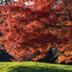 Backlit tree with fall foliage
