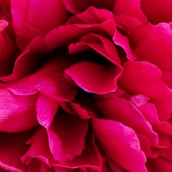 Close up of red peony