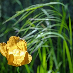 Backlit orange tulip
