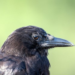 Close up profile of single American Crow