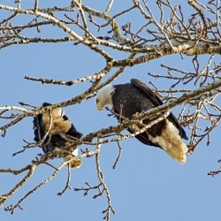 Bald Eagle pair looking into each others eyes