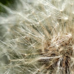 Close up of dandelion filaments