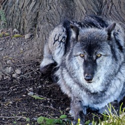 Gray Wolf resting beneath a tree