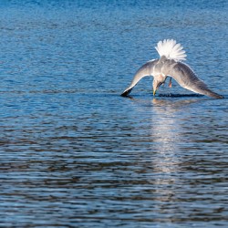 Gulls Dramatic Dive