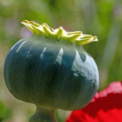 Close up of poppy seed capsule
