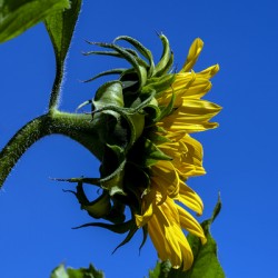 Sunflower against blue cloudless sky
