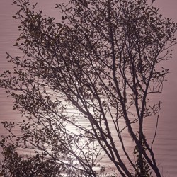 Silhouetted trees Ilwaco Harbor