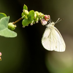 Cabbage Butterfly feeding while hanging from snowberry plant