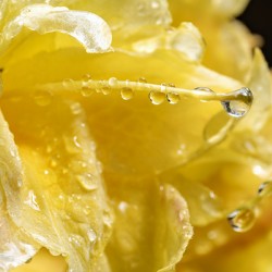 Yellow Azalea rain drops