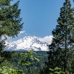 Mount Shasta framed with trees