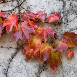 Fall leaves clinging to concrete wall