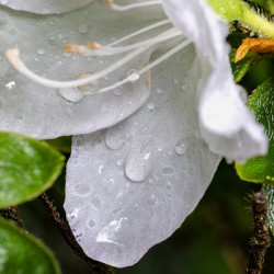 White azalea with rain drops