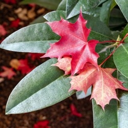 Fallen autumn leaves on living plant