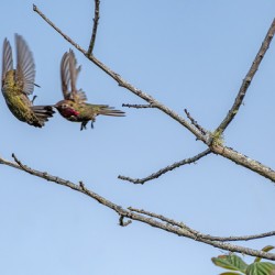 Hummingbird fight