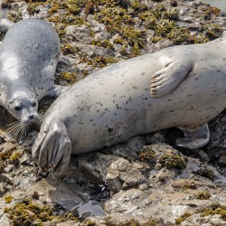 Seal pup and mom on rocks