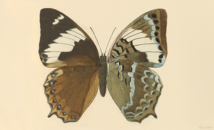 1800s Butterfly Art