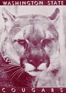 1934 Washington State Cougar Art