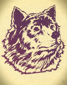 1973 Washington Husky Art