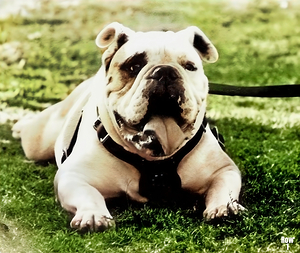 1980s bully mascot art 