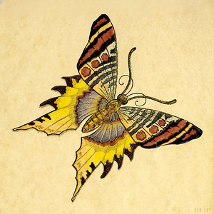 1904 Butterfly Art