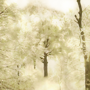1914 winter wonderland