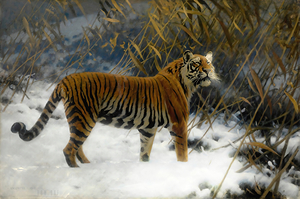 A Tiger Prowling In The Snow 1912 