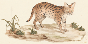 African Wildcat or Serval Luigi Balugani Italian