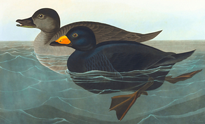 American scoter duck circa 1827