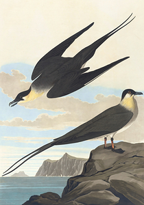 Arctic yager 1827