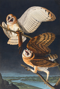 Barn owl 1827