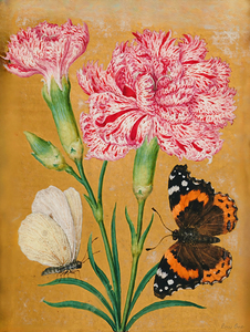 Paintings of Flowers Butterflies and Insects Circa 1550