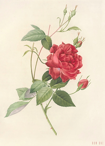 Early 1800s Rose Art