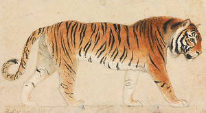 A Tiger by Artist Thomas Stothard