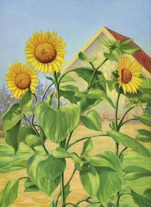 sunflower cargill 1937